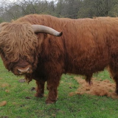 Highland Cattle, Bulle, Hochlanrind