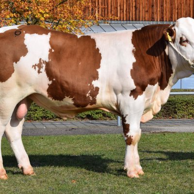 6 schöne Fleckvieh Jungbullen für Natursprung zu verkaufen!