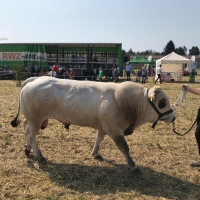 Piemonteser Bulle für Zucht und Kreuzung