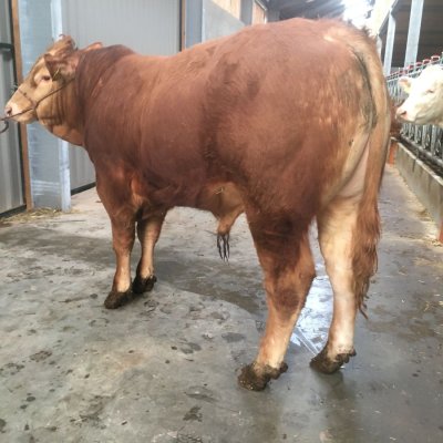Limousin Deckbulle genetisch hornlos Zuchtbulle Herdbuch