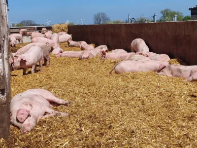 LEICOMA SCHWEINE & FERKEL