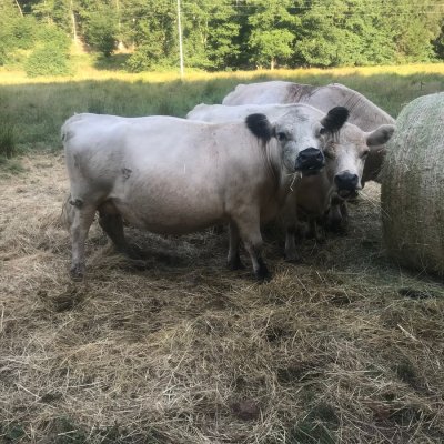 Verkaufe kleine Gallowayherde 