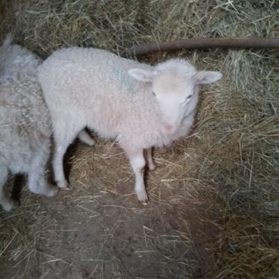 Heidschnucken  - Bild 2