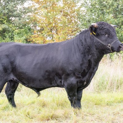 Fleischrindpointierter Jungbulle