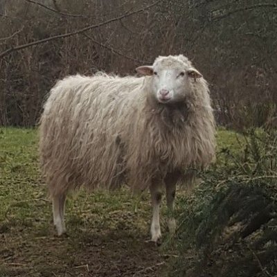 Moorschnucken aus Herbuchzucht