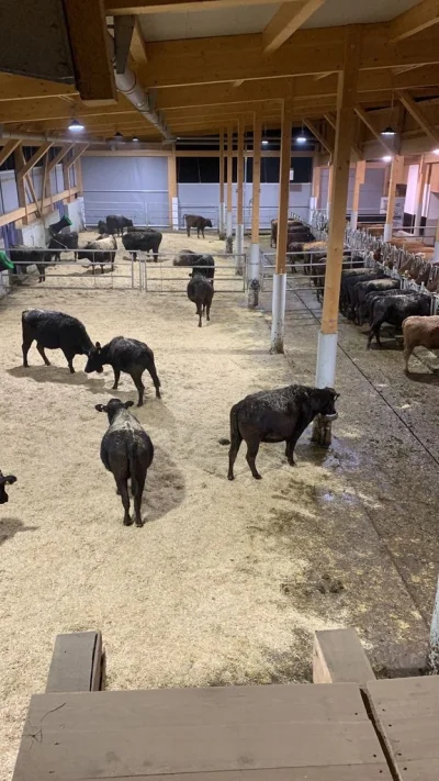 Wagyu-Rinder aus artgerechter, silofreier Haltung