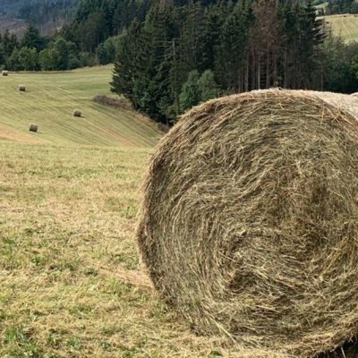 50 Heuballen, Mahd 8-2024, frei von JKK, aus VNP, ungedüngt, unverregnet eingfahren