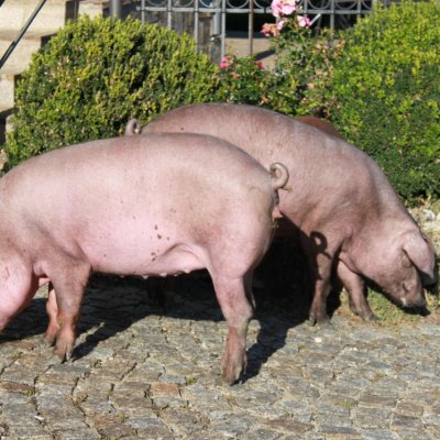 Zuchtläufer Iberico x Duroc