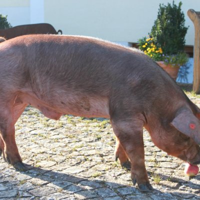Duroc-Eber reinrassig