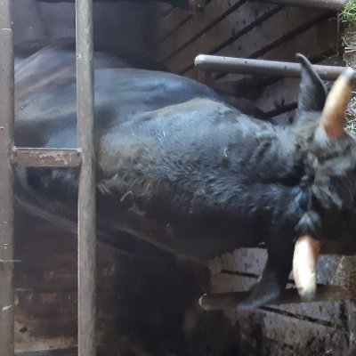 Wagyu Schlachtbullen zu verkaufen