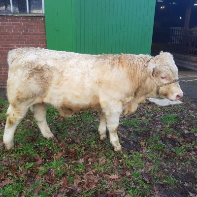 Heterozygoter herdbuchfähiger Jungbulle zu verkaufen