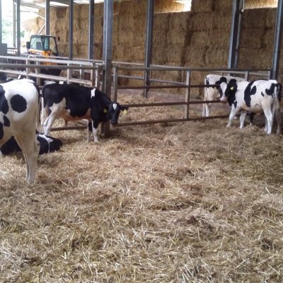 Männliche schwarzbunte Holsteinfresser  