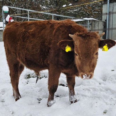 Seltener Red Wagyu Fullblood Deckbulle / Jungbulle / Zucht