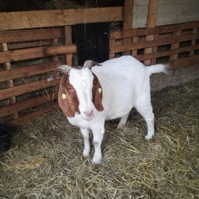 Ziegenbock Kastriert 