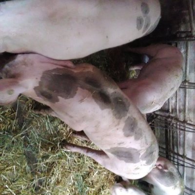 15 Schöne frohwuchsige Ferkel zu verkaufen.