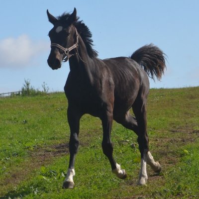Jährling von Pagur x Farian 9 (Hannoveraner) in MeckPom