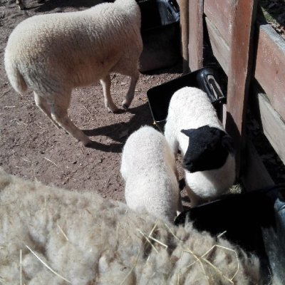 Verkaufe Rhönschafbock