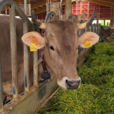 Zu verkaufen: Braunvieh mit Hörnern - Kühe, Milchkühe, Fersen, Jungrinder, Bullen
