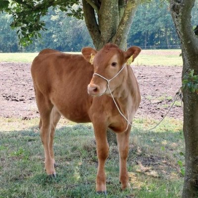 Wagyu hornlos red
