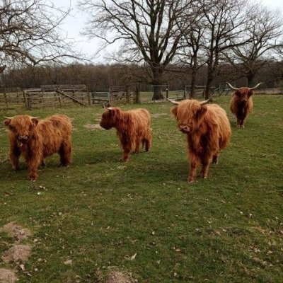 Highlandrinder zu verkaufen