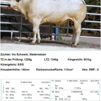 geprüfte Piemonteser Zuchtbullen