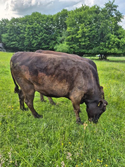Wagyu Ochsen