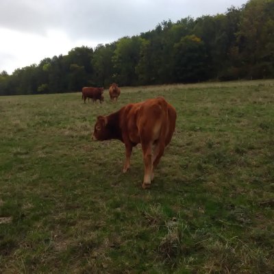 Limousin Absetzer