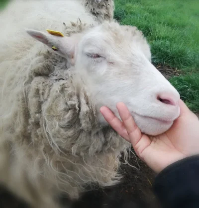 Diepholzer Moorschnucken abzugeben (Reserviert)
