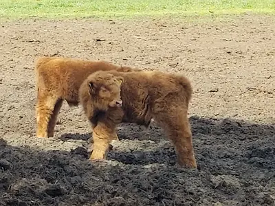 Highland Cattle Absetzer - Bild 8