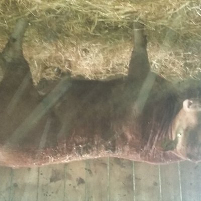 Limousin Jungstier