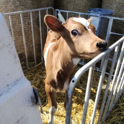 Verkaufe Bullenkalb Jersey xHolstein rbt