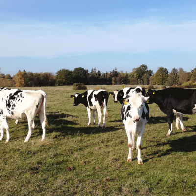 Holstein SBT tragende Färsen und Rinder