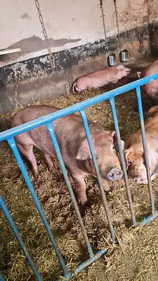 Bentheimer x Duroc Mastschwein / Schlachtschwein