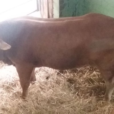 Limousin Deckbulle  PP Homozygot 