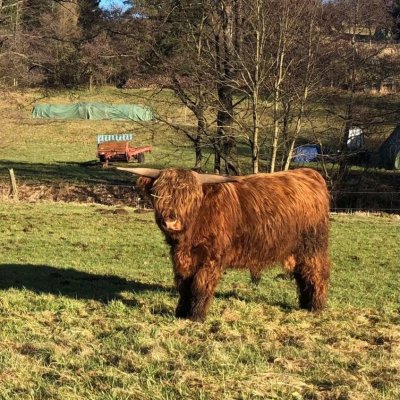 körfähige Highland Cattle Jungbullen zu verkaufen 
