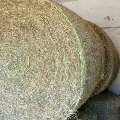 Heu Heuballen Rundballen Pferdeheu Bioheu