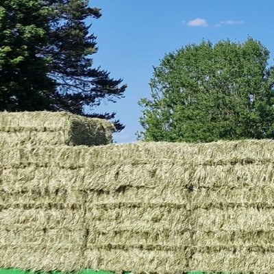 Heuquaderballen Ernte 2024