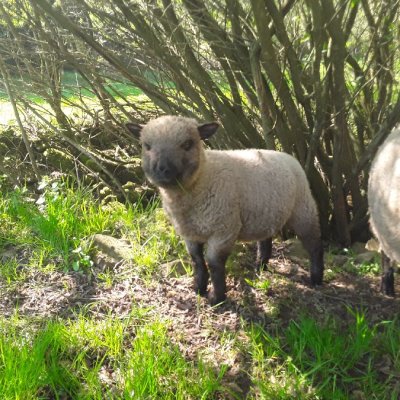 Shropshire Bocklämmer