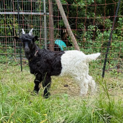 Walliser Ziegen Böckchen Schwarz und Kupfer 