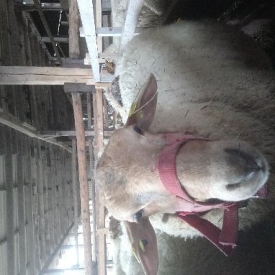 Schaf Bock