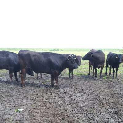 Wagyu Fullblood Ochsen