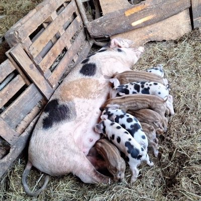 Bunte Bentheimer Landschweine Herdbuch