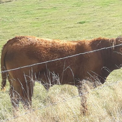 Verkaufe schweren Limousin Absetzer 