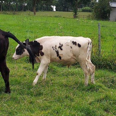 Bullenkälber Weiß Blau Belgier 