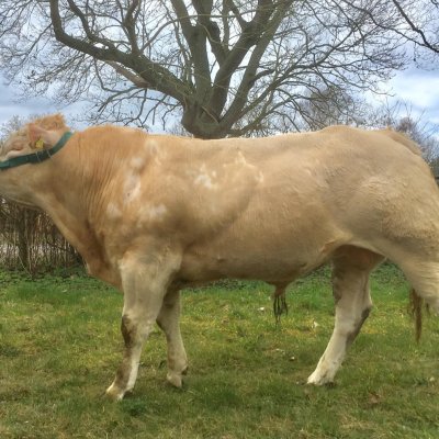 Blonde d Aquitaine 