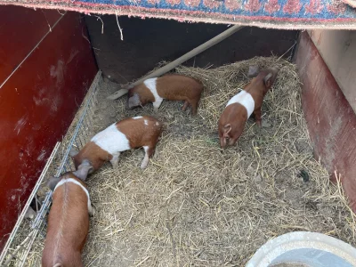 Husumer Protestschwein Ferkel