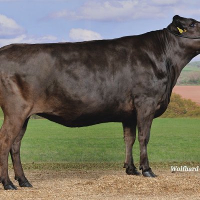 100 % Fullblood Wagyu Jungrinder zu verkaufen