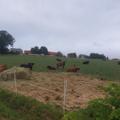 Highland Cattel zu verkaufen (Bio)