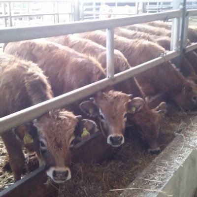 Männliche Aubrac Absetzer