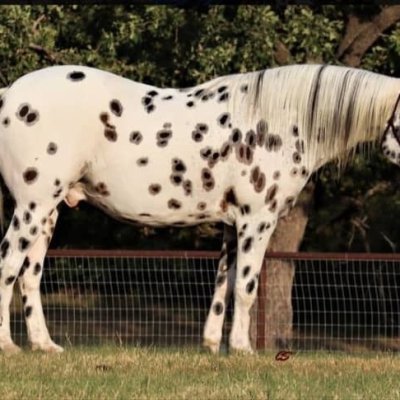 Speedex ist ein 10 Jahre alter Appaloosa wallach.